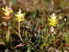 Lachenalia lutea