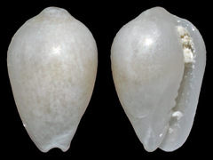 Gibberula