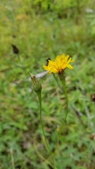 Hieracium lachenalii