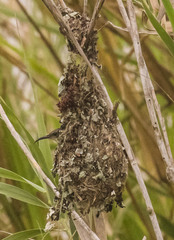 Cinnyris bifasciatus