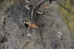 Microlophus indefatigabilis