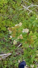 Spiraea alba