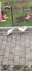 Gallus gallus domesticus