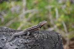 Microlophus indefatigabilis