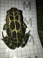 Sclerophrys pantherina