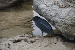 Butorides striata sundevalli