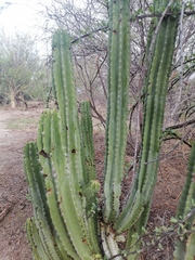 Lophocereus schottii