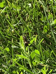 Allonemobius fasciatus