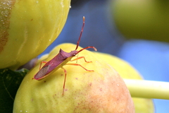 Gonocerus insidiator