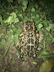 Sclerophrys pantherina