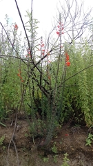 Lamourouxia multifida