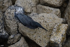 Butorides striata sundevalli