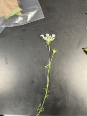 Daucus carota