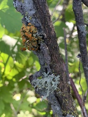 Teloschistes chrysophthalmus