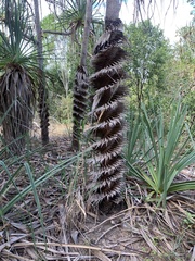 Pandanus spiralis