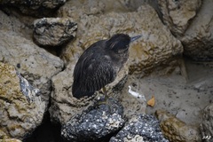 Nyctanassa violacea pauper