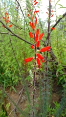 Lamourouxia multifida