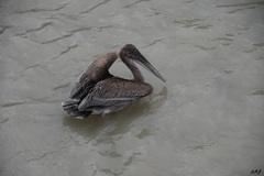 Pelecanus occidentalis urinator