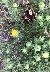 Grindelia subalpina