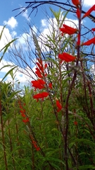 Lamourouxia multifida