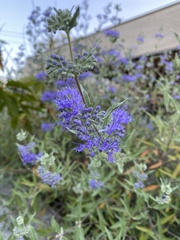Caryopteris