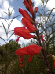 Lamourouxia multifida