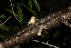 Hyla chinensis
