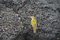 Setophaga petechia aureola