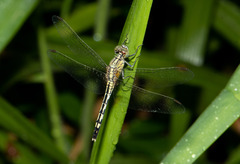 Diplacodes trivialis
