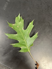 Quercus shumardii