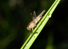 Conocephalus maculatus