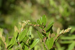 Chamaedaphne calyculata