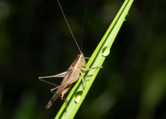 Conocephalus maculatus