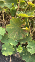 Alchemilla mollis