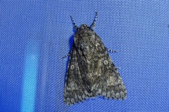 Acronicta megacephala