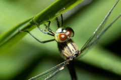 Diplacodes trivialis