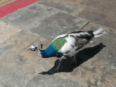 Pavo