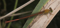 Ceriagrion glabrum