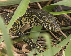 Varanus niloticus