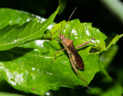 Riptortus linearis