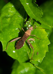 Riptortus linearis