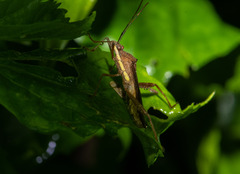 Riptortus linearis