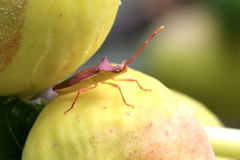 Gonocerus insidiator