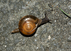 Macrochlamys hippocastaneum