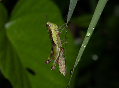 Pseudoxya diminuta