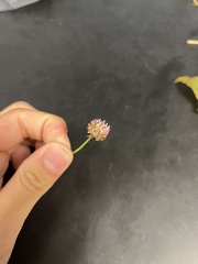 Trifolium fragiferum