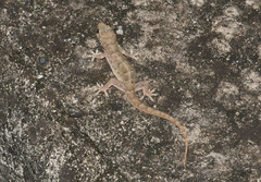 Hemidactylus bowringii