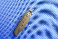 Agriphila geniculea