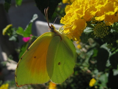 Gonepteryx cleopatra
