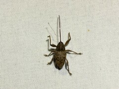 Curculio
